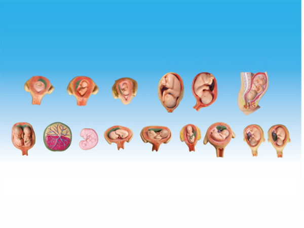 胎兒妊娠發育過程模型（15部件）