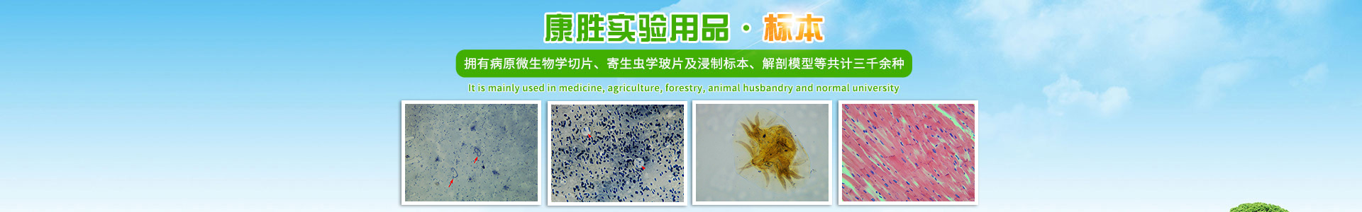 沅江市康勝實驗用品有限公司_醫學標本加工|免疫學切片|病原微生物學切片|解剖陳列標本